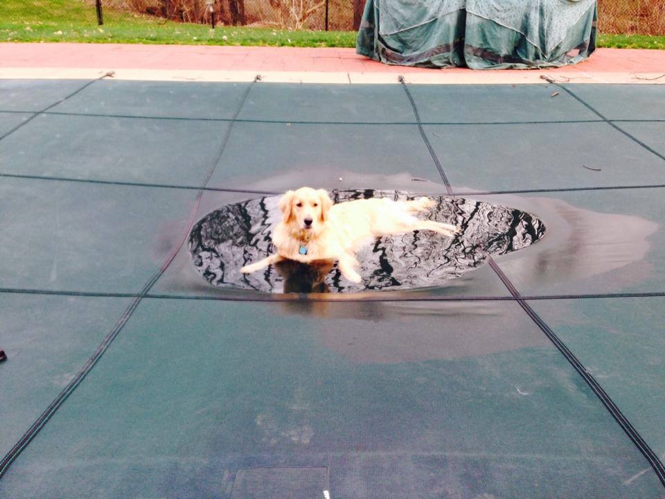 Dog on Safety Cover